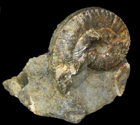 Hoploscaphites Ammonite - South Dakota #44016